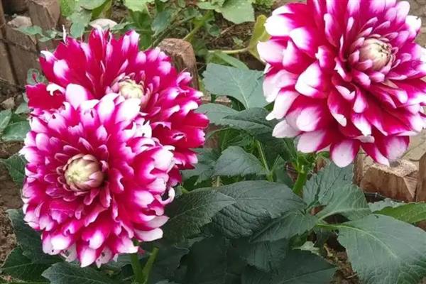 大丽花的养殖方法，温度控制在20-25℃