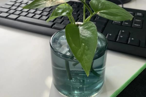 绿萝的花语，寓意坚韧善良、守望幸福等