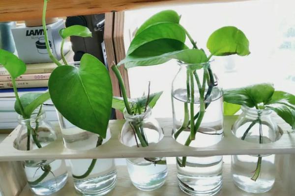 绿萝的花语，寓意坚韧善良、守望幸福等