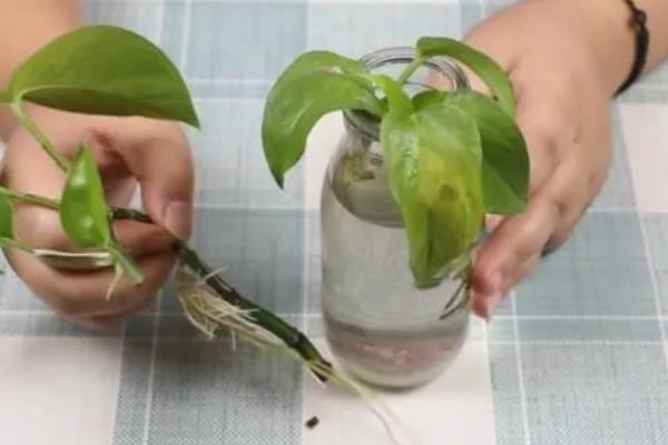 绿萝的花语，寓意坚韧善良、守望幸福等