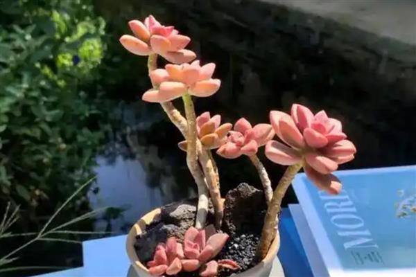 姬胧月爆头的方式，可每年春季换土一次
