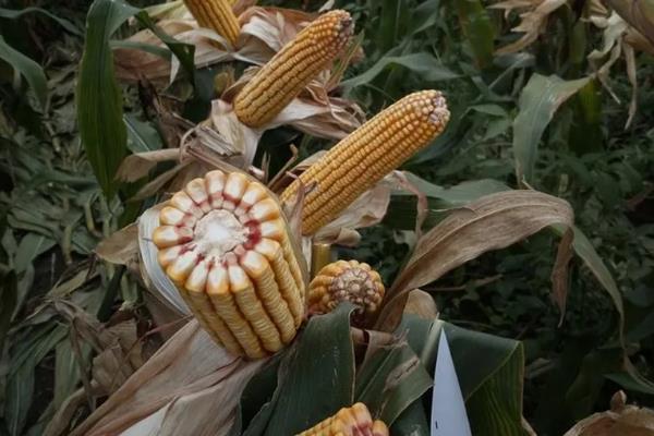 华农866玉米种的简介，生育期为122天左右