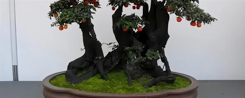 金弹子盆景如何养护，适宜的生长温度在28-33℃