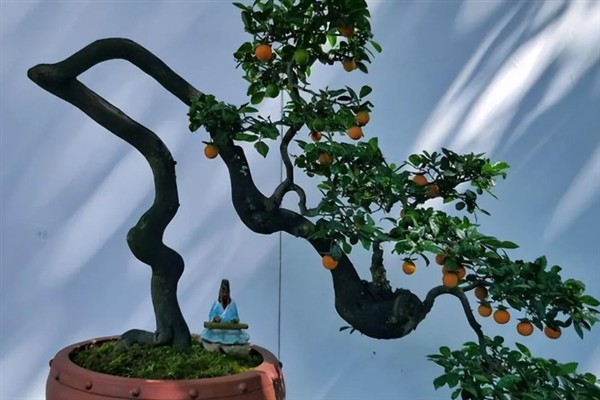 金弹子盆景如何养护，适宜的生长温度在28-33℃