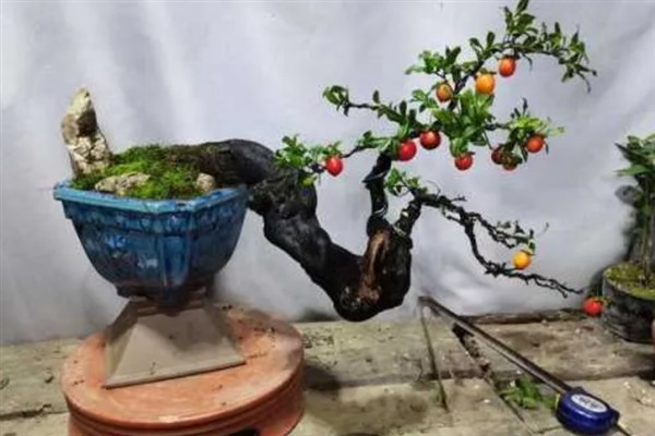 金弹子盆景如何养护，适宜的生长温度在28-33℃