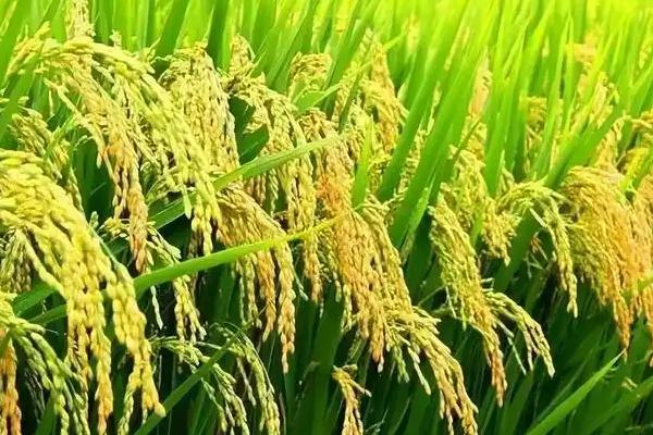 水稻是不是经济作物，属于粮食作物是人们的主食之一