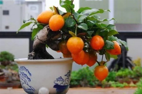 金弹子盆景如何养护，适宜的生长温度在28-33℃