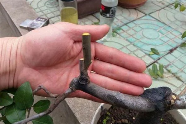 金弹子盆景如何养护，适宜的生长温度在28-33℃