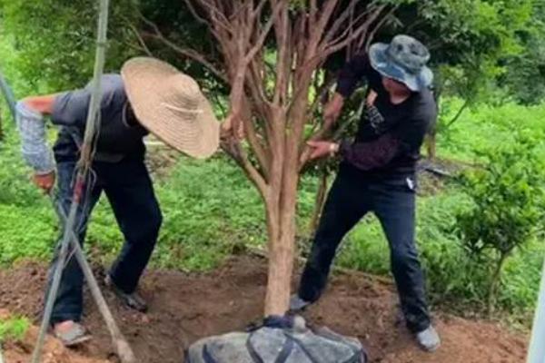 如何修剪嘉宝果才能结果，剪除病弱枝、过长枝等不良枝条可节省养分