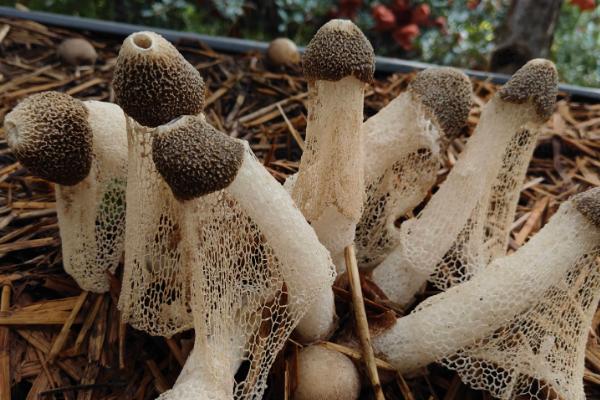 培养竹荪的步骤，菌种培养室的温度保持在22-23℃