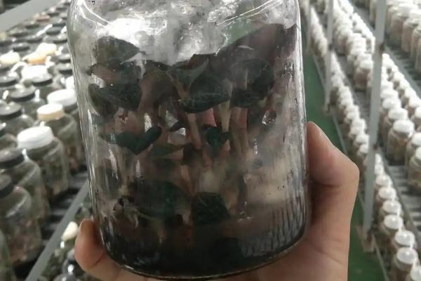 培养竹荪的步骤，菌种培养室的温度保持在22-23℃