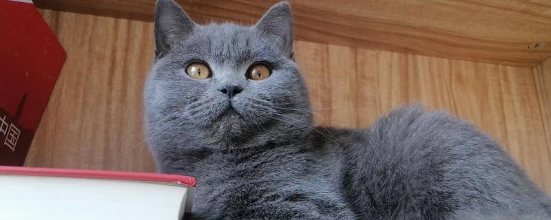 迎接第二只猫的方法，要做好致死性和非致死性传染病的检查