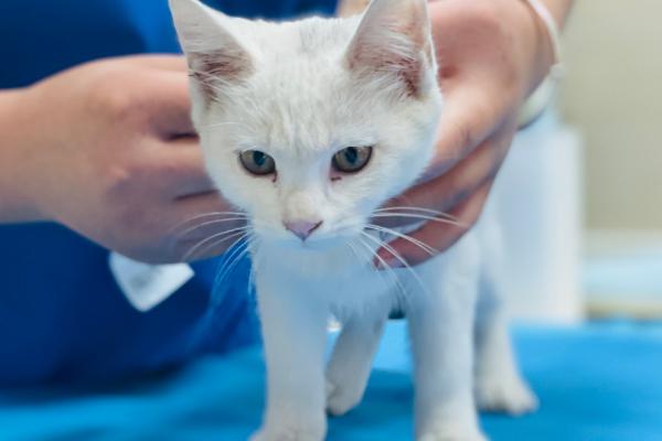 迎接第二只猫的方法，要做好致死性和非致死性传染病的检查