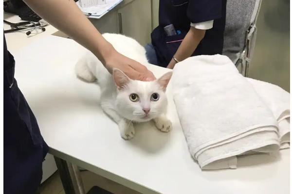 迎接第二只猫的方法，要做好致死性和非致死性传染病的检查