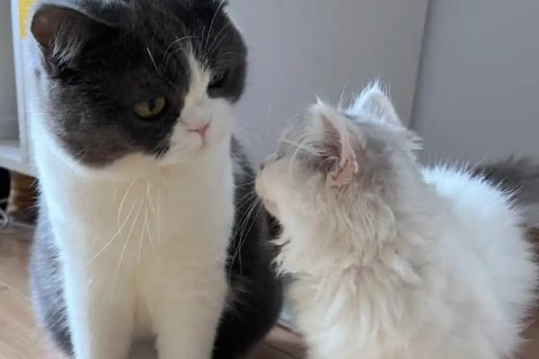 迎接第二只猫的方法，要做好致死性和非致死性传染病的检查