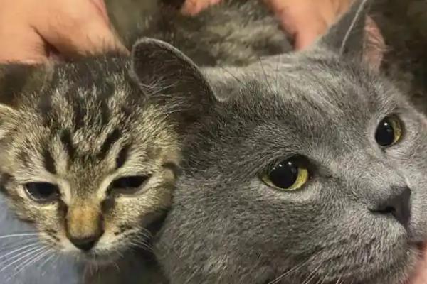 迎接第二只猫的方法，要做好致死性和非致死性传染病的检查