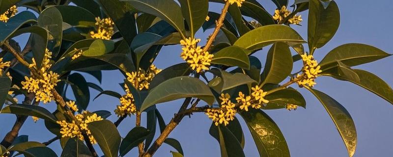 桂花的开放季节，花期多为秋季9-10月份