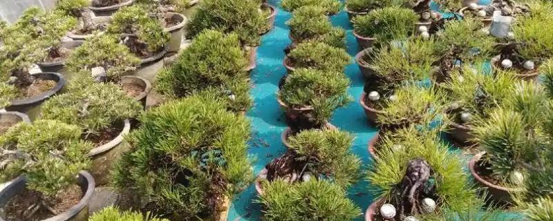 松树的养殖方法，每天让它晒光2-4小时