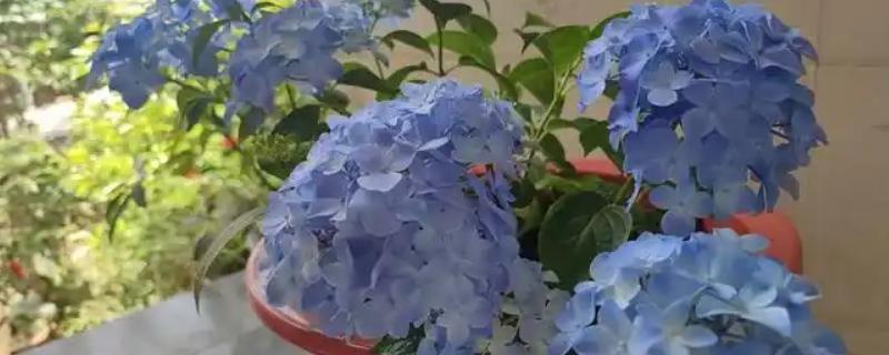 九月份能不能为绣球花换盆，可以更换但植株容易枯萎死亡