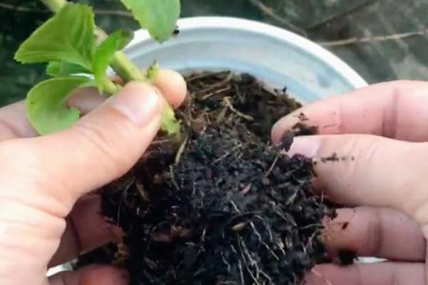 九月份能不能为绣球花换盆，可以更换但植株容易枯萎死亡