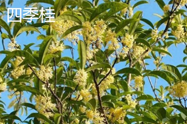 桂花的开放季节，花期多为秋季9-10月份
