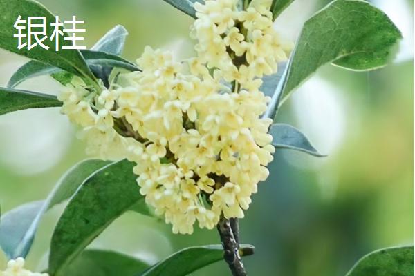 桂花的开放季节，花期多为秋季9-10月份