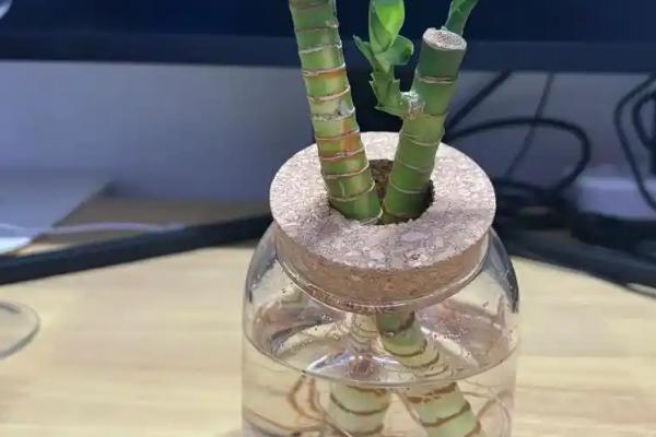 水培富贵竹杆子瘪了的原因，温度低或换水不及时均会导致