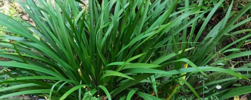 石菖蒲的简介，属于天南星科、菖蒲属多年生草本植物