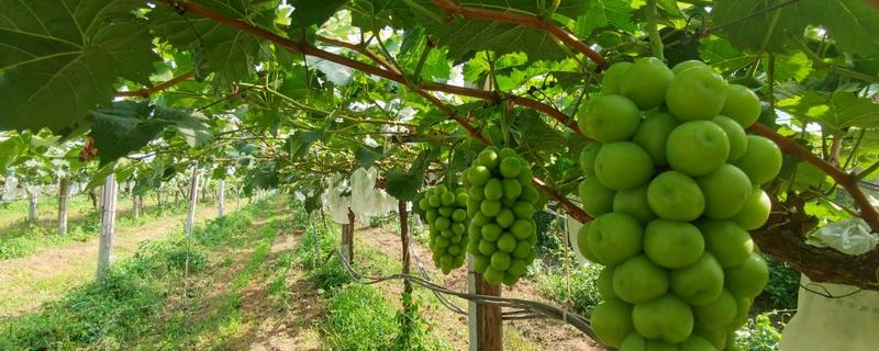 夏季葡萄管理技术，首先要做到合理施肥和灌水
