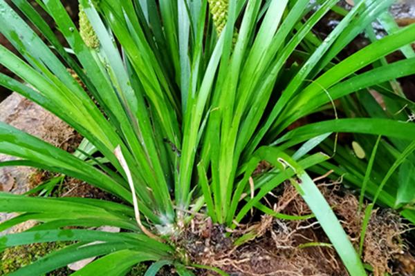 石菖蒲的简介，属于天南星科、菖蒲属多年生草本植物