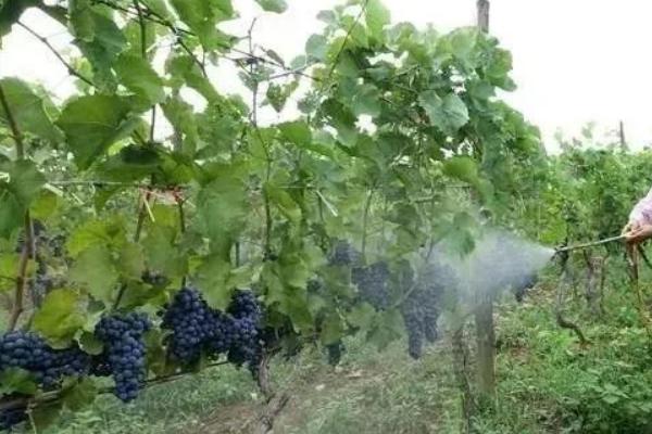 夏季葡萄管理技术，首先要做到合理施肥和灌水