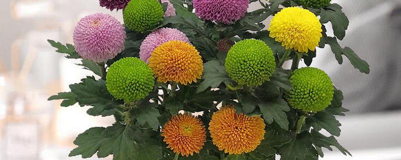 乒乓菊一年开多少次，一年只能开放一次