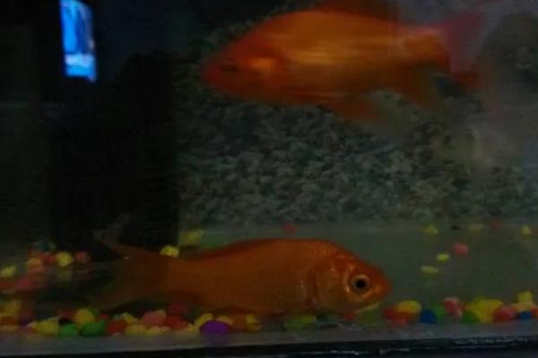 鱼鳍有几种，分为尾鳍、胸鳍等
