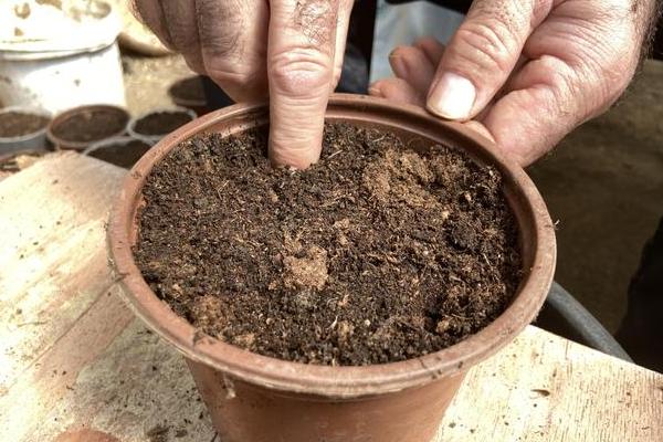 乒乓菊一年开多少次，一年只能开放一次