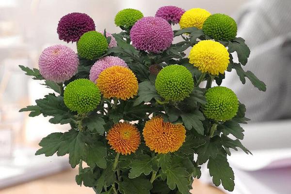 乒乓菊一年开多少次，一年只能开放一次