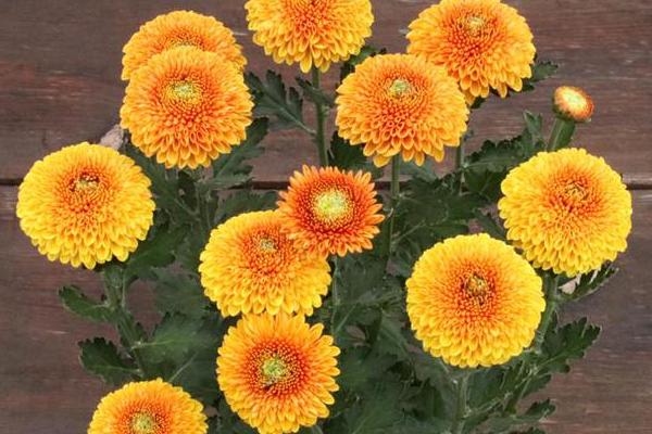 乒乓菊一年开多少次，一年只能开放一次