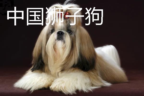 哪些狗狗长不大，常见中国狮子狗、西施犬等品种