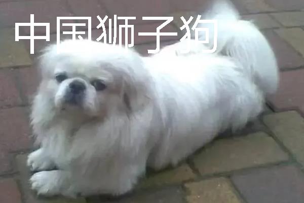 哪些狗狗长不大，常见中国狮子狗、西施犬等品种