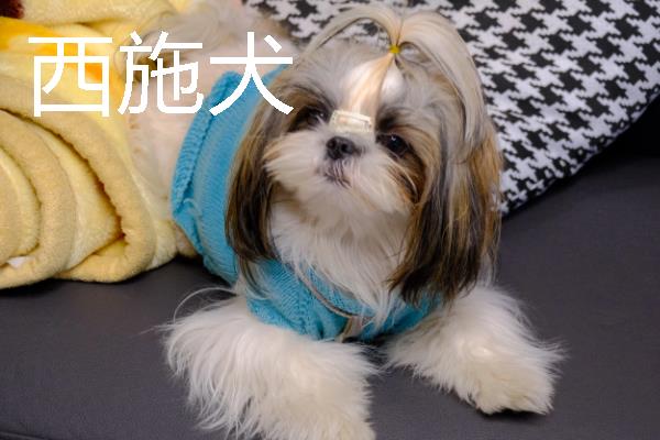 哪些狗狗长不大，常见中国狮子狗、西施犬等品种