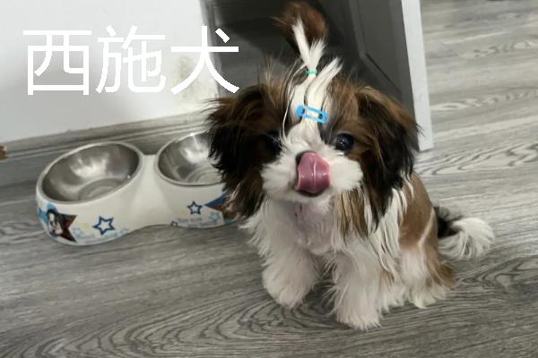 哪些狗狗长不大，常见中国狮子狗、西施犬等品种