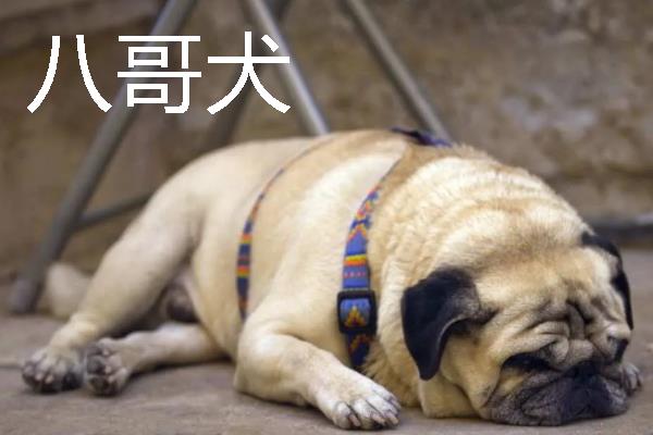 哪些狗狗长不大，常见中国狮子狗、西施犬等品种