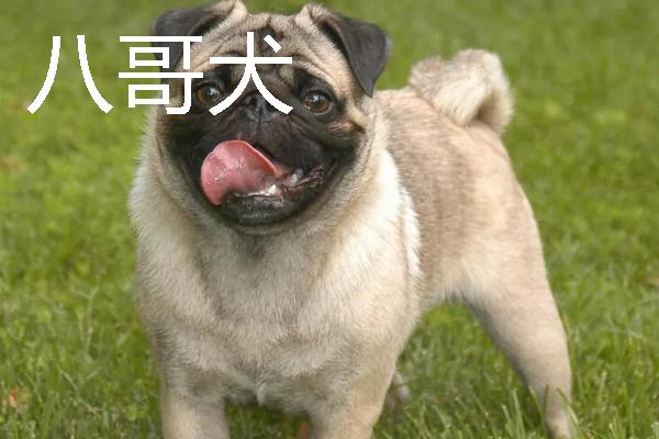 哪些狗狗长不大，常见中国狮子狗、西施犬等品种
