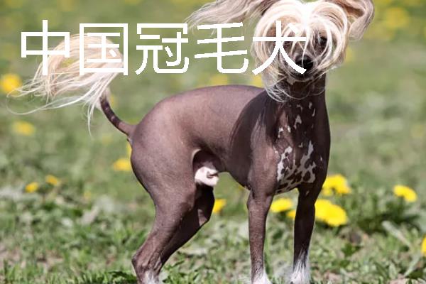 哪些狗狗长不大，常见中国狮子狗、西施犬等品种