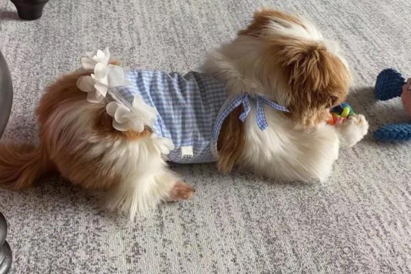 哪些狗狗长不大，常见中国狮子狗、西施犬等品种