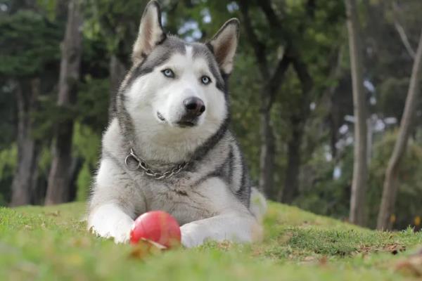 哪些狗狗长不大，常见中国狮子狗、西施犬等品种