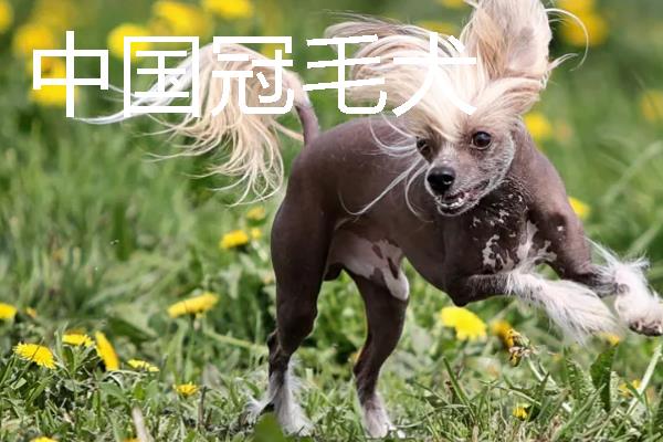 哪些狗狗长不大，常见中国狮子狗、西施犬等品种