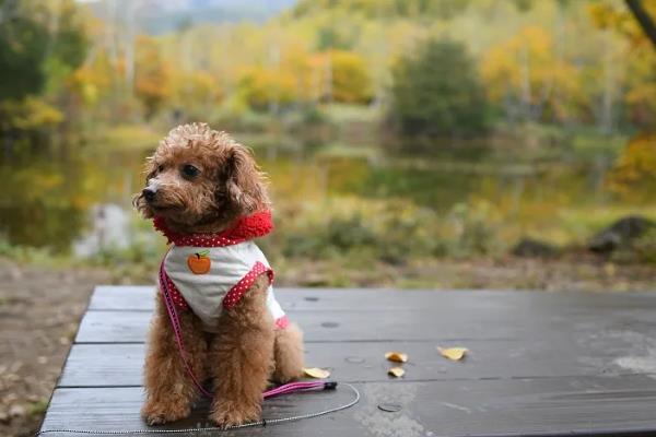 哪些狗狗长不大，常见中国狮子狗、西施犬等品种
