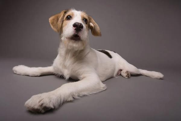 哪些狗狗长不大，常见中国狮子狗、西施犬等品种