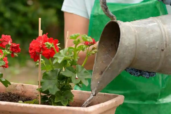 乒乓菊一年开多少次，一年只能开放一次