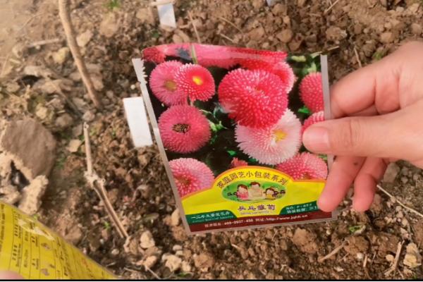 乒乓菊一年开多少次，一年只能开放一次